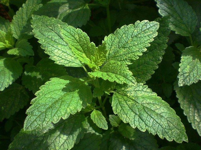 Growing Lemon Balm
