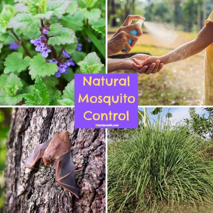 Natural Mosquito Control-mosquito repellent plants