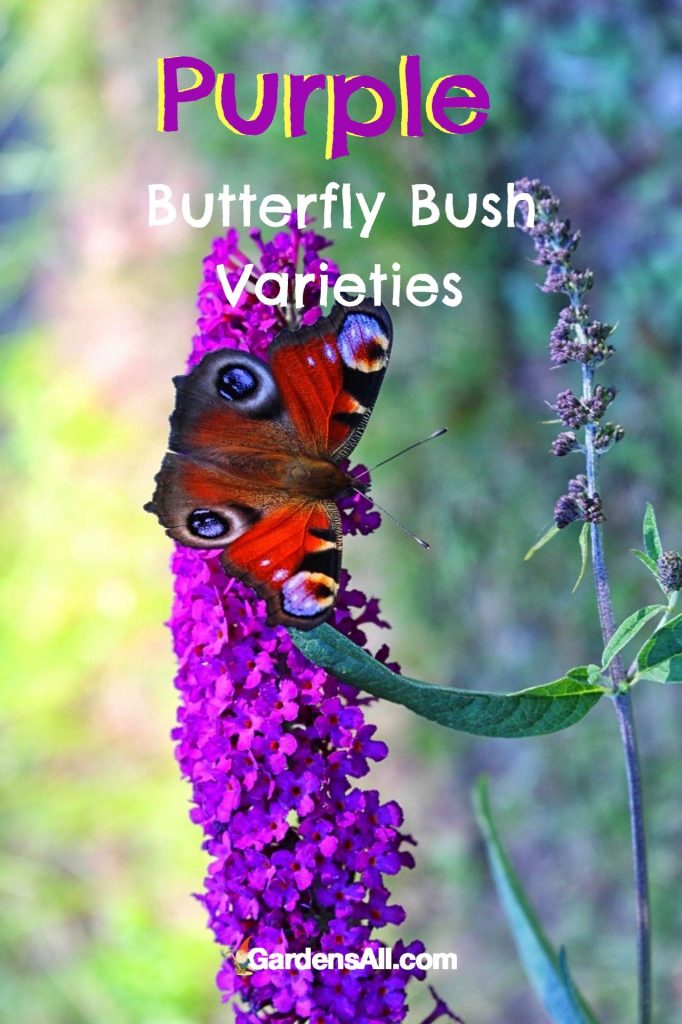 Purple butterfly bush great for butterflies (of course!) and other pollinators with fragrant blossoms all summer long. #PurpleButterflyBush #PlantsForButterflies #AttractPollinators #OrnamentalBushes #Butterfly