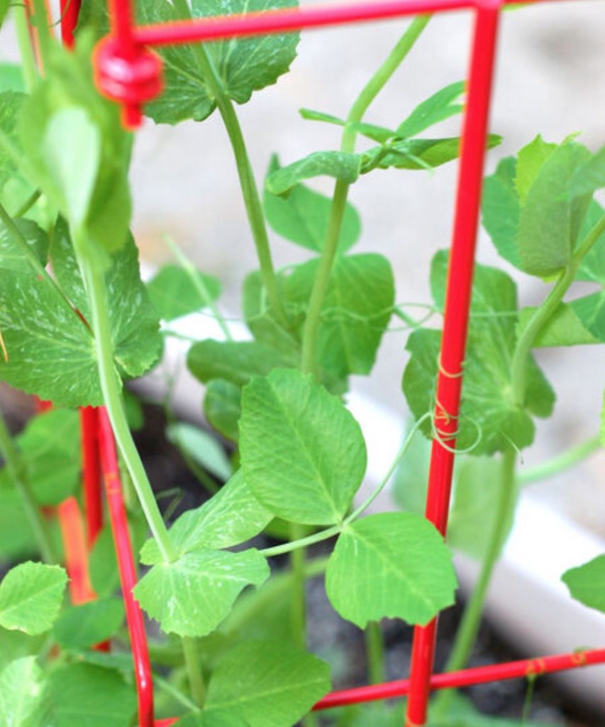 Trellis for sugar snap peas from Gardener's Supply. #TrellisForSugarSnapPeas #PeaTrellis #BeanTrellis