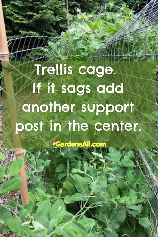 If these start to sag too much, we'll just add a bamboo post in the center. #Trellis #PeaTrellis #TrellisForSugarSnapPeas #BambooTrellis #PlasticPeaTrellis #GardenIdeas
