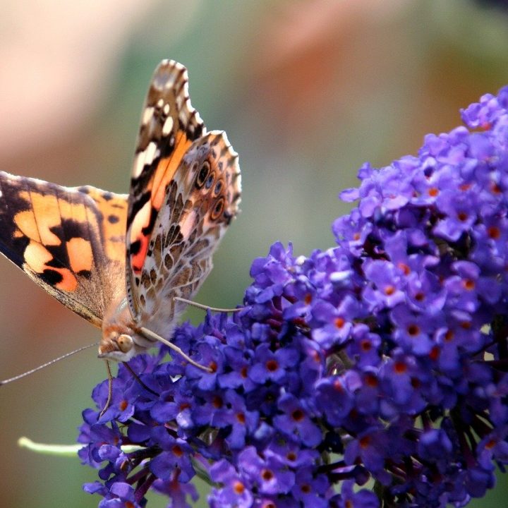 Purple butterfly bush, Buddleja davidii, are great garden and landscape plants for attracting a kaleidoscope of butterflies and other pollinators to your yard and garden landscape. #ButterflyBushVarieties #ButterflyBush #AttractButterflies #ButterflyPlants #FragrantBushes