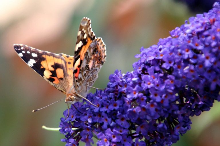 Butterfly Bush Varieties, Pruning and Maintenance GardensAll