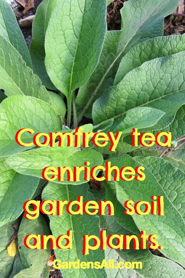 Comfrey tea enriches garden soil and plants. Nature's natural fertilizer. You can simply use comfrey leaves as mulch around plants and garden beds, or, you can make comfrey tea.
#CompostTea #ComfreyTeaRecipe #OrganicLiquidFertilizer #CompostTeaForPlants #CompostTeaRecipe #OrganicFertilizer #NaturalFertilizer #Organic