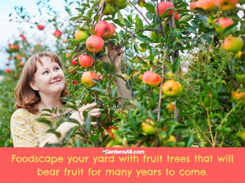 Foodscaping-fruit and nut trees that will bear fruit for many years to come.