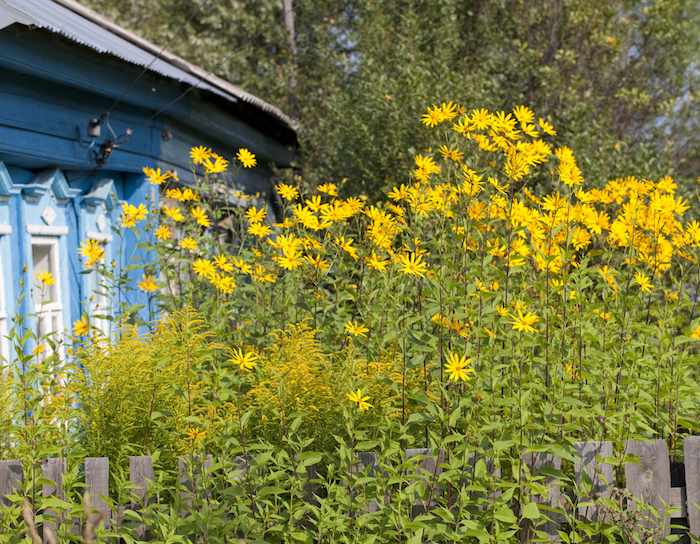 Jerusalem Artichokes—aka Sunchokes are easy to grow, but be sure to protect them from deer!