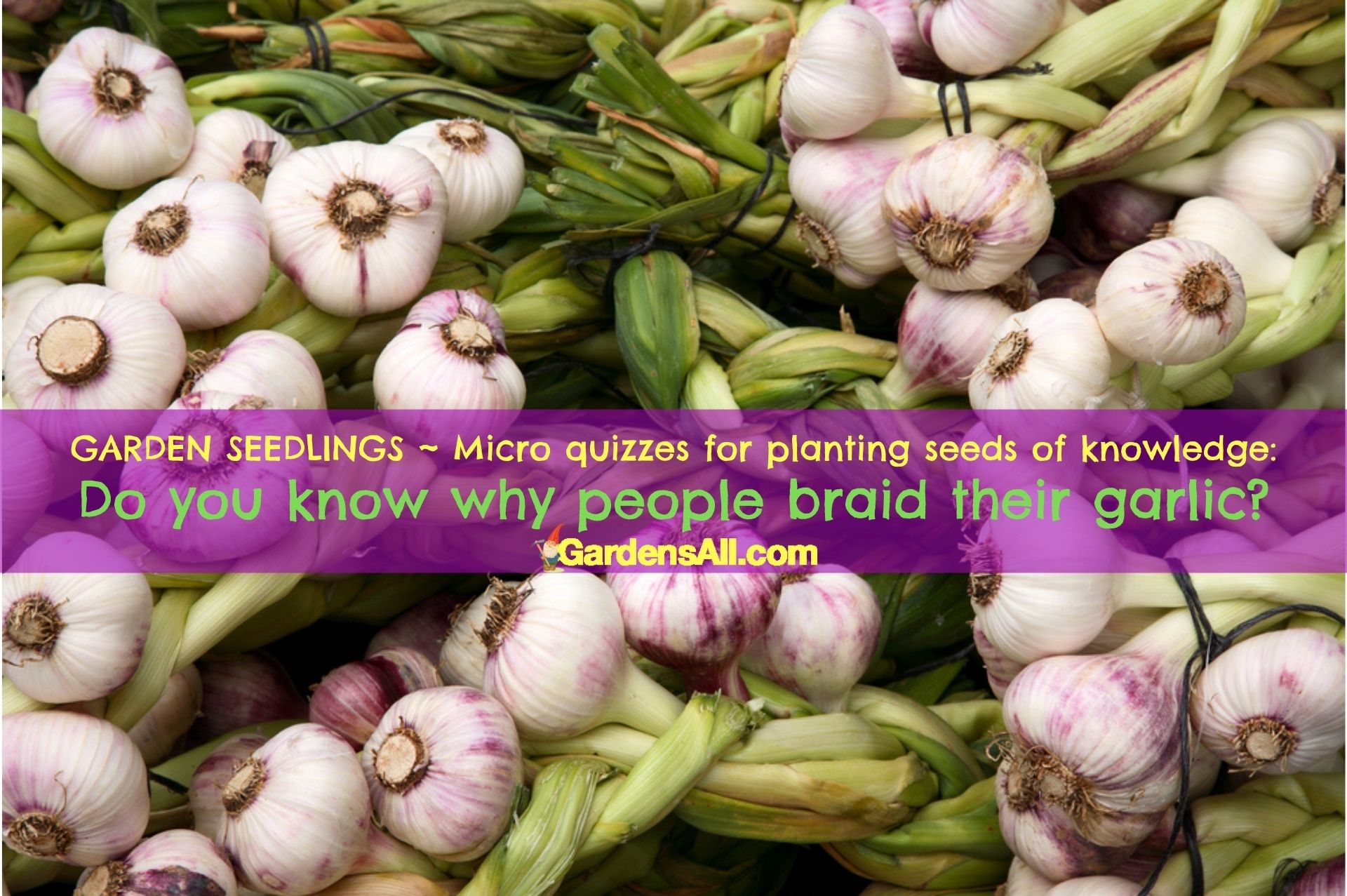 Types of Garlic and How to Grow and Harvest Garlic GardensAll Specialty Crops