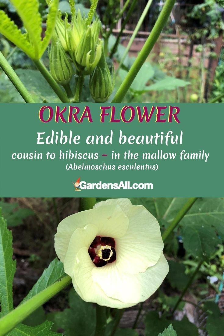 How to Grow Okra and Why You'll Want To