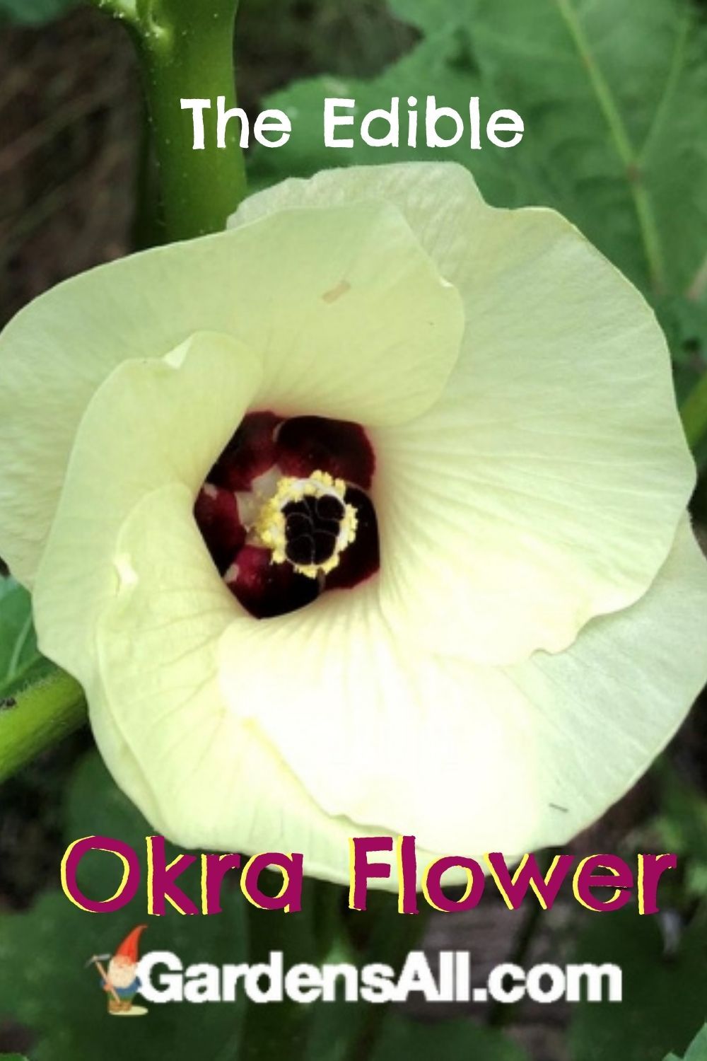 How to Grow Okra and Why You'll Want To