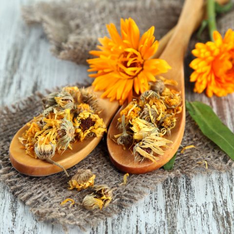 Natural Antifungal Herbs Beneficial for Fungal Rashes and Candida
