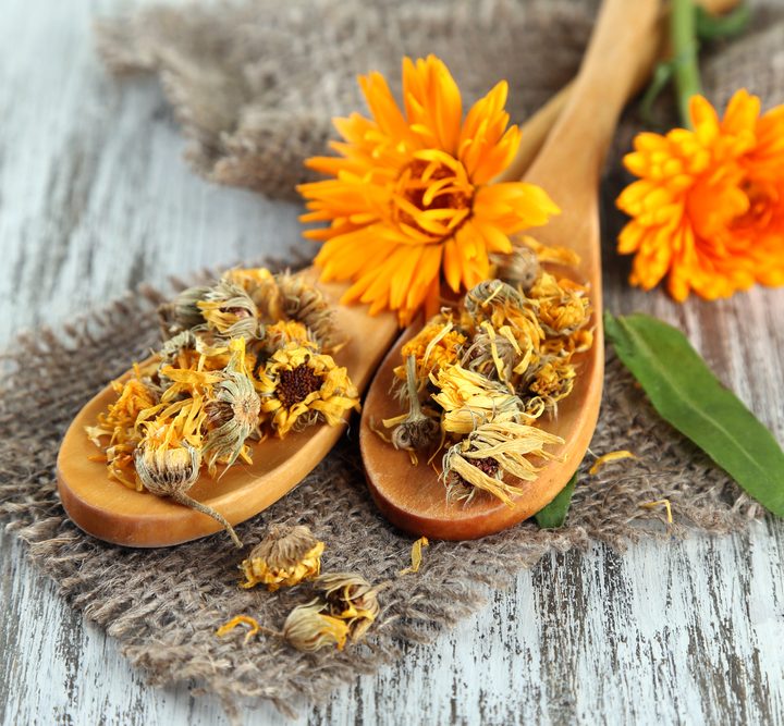 ANTIFUNGAL HERBS and NATURAL REMEDIES for CANDIDA include calendula flowers and more. #AntifungalHerbs #NaturalRemedies #Calendula