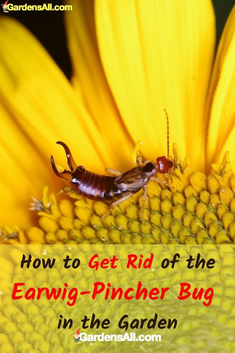 How to Get Rid of Pincher Bugs / Earwigs Naturally GardensAll