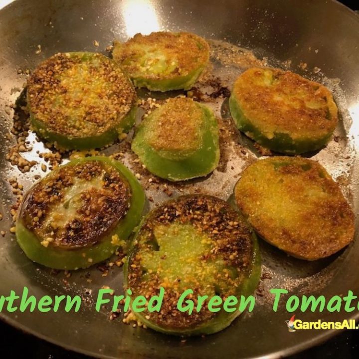 Southern Fried Green Tomatoes Recipe - Super quick and easy to make. #SouthernFriedGreenTomatoesRecipe #FriedGreenTomatoesRecipe #FriedGreenTomatoes #CookedGreenTomatoes
