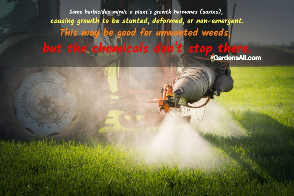 ISSUES WITH BAD COMPOST & MANURE
These herbicides mimic a plant's growth hormones (auxins) and cause growth to be stunted, deformed, or non-emergent. This may be good for unwanted weeds, but the chemicals don't stop there.
#CompostingProblems #Herbicide #WhatIsHerbicide #IsHerbicideBad #OrganicGardening #Pesticides #CanCompostGoBad #BadManure