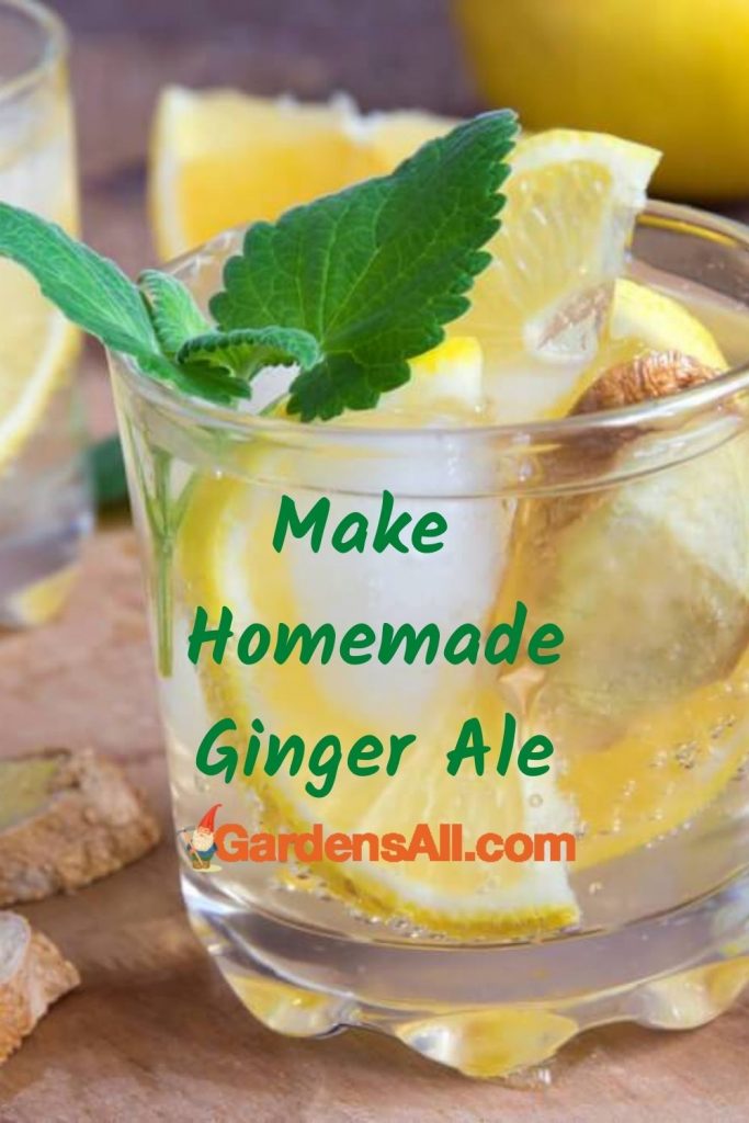 Homemade Ginger Ale - a brew with benefits for health and wellness. #HomemadeGingerAle #GingerBenefits #HomemadeDrinks #GardensAll