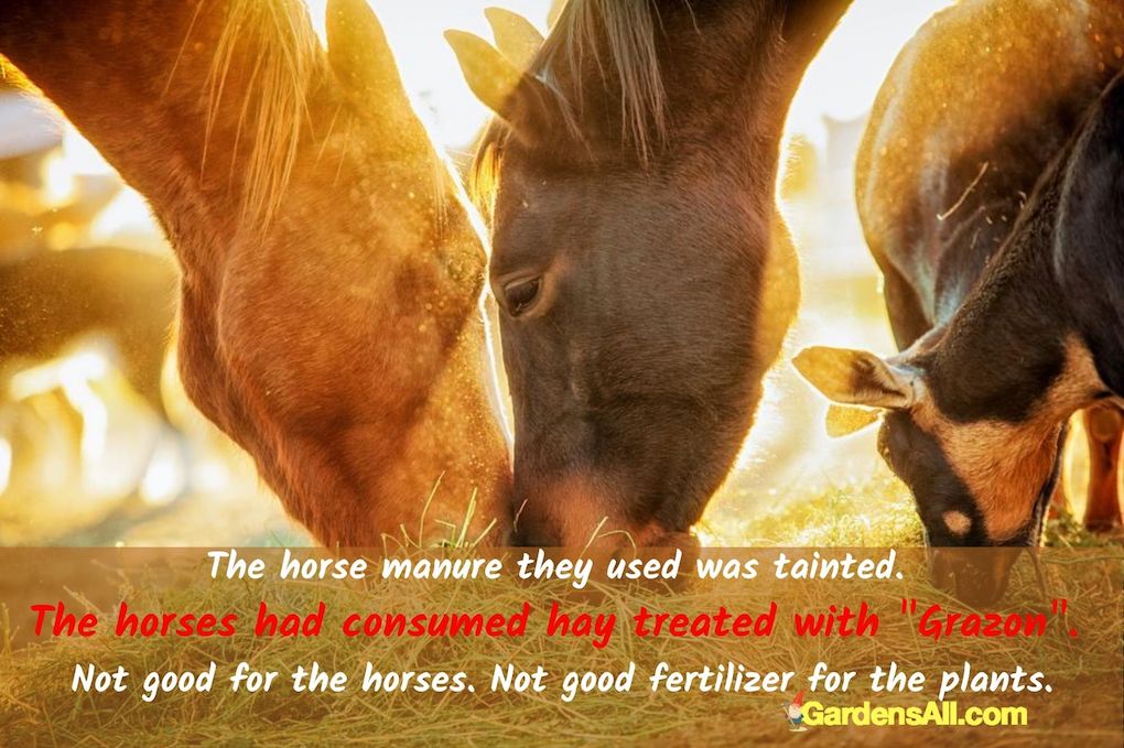The horse manure they used was tainted. The horses had consumed hay treated with "Grazon". Not good for the horses. Not good fertilizer for the plants. #CompostingProblems #Herbicide #GrassClipping #IsHerbicideBad #OrganicGardening #OrganicCompost #CanCompostGoBad