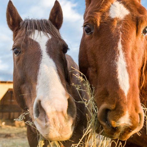 Can Compost Go Bad? Composting Problems