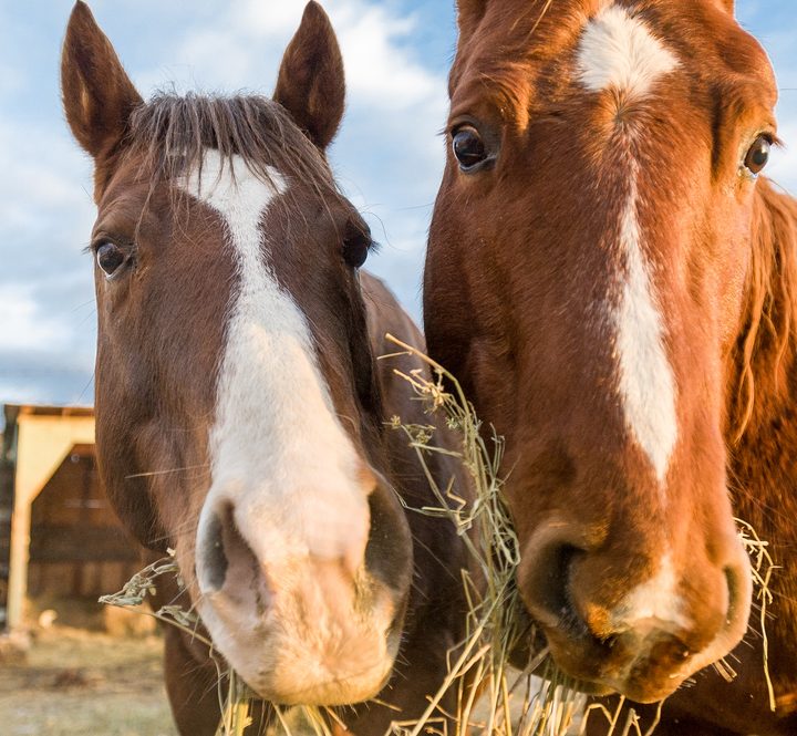 Bad Organic Compost - do you know where all of your garden resources come from and how they're grown? #BadOrganicCompost #OrganicCompost #GardenCompost