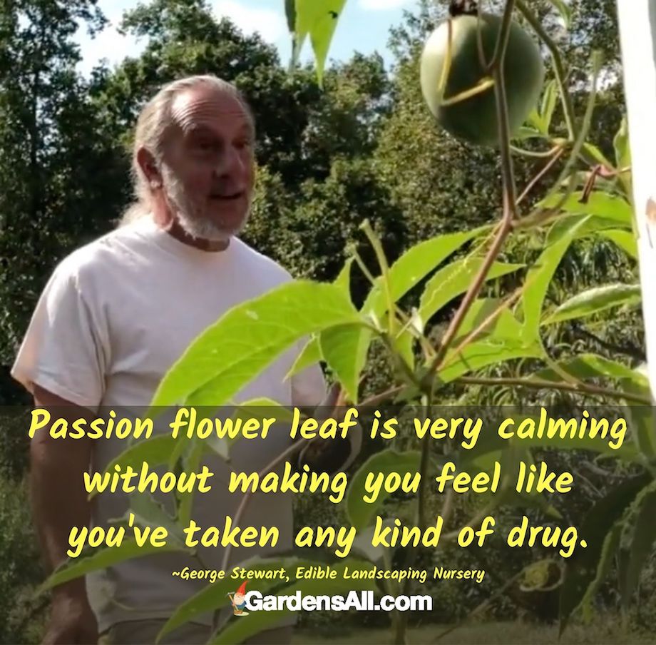 Passion flower leaf is edible and medicinal - very calming without make you feel like you've taken any kind of drug. George with Edible Landscaping shares passion fruit flower Benefits