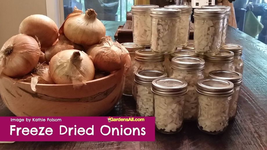 HOME FREEZE DRYERS freeze chopped onions for reconstitution in cooking or grinding for use in salad dressings