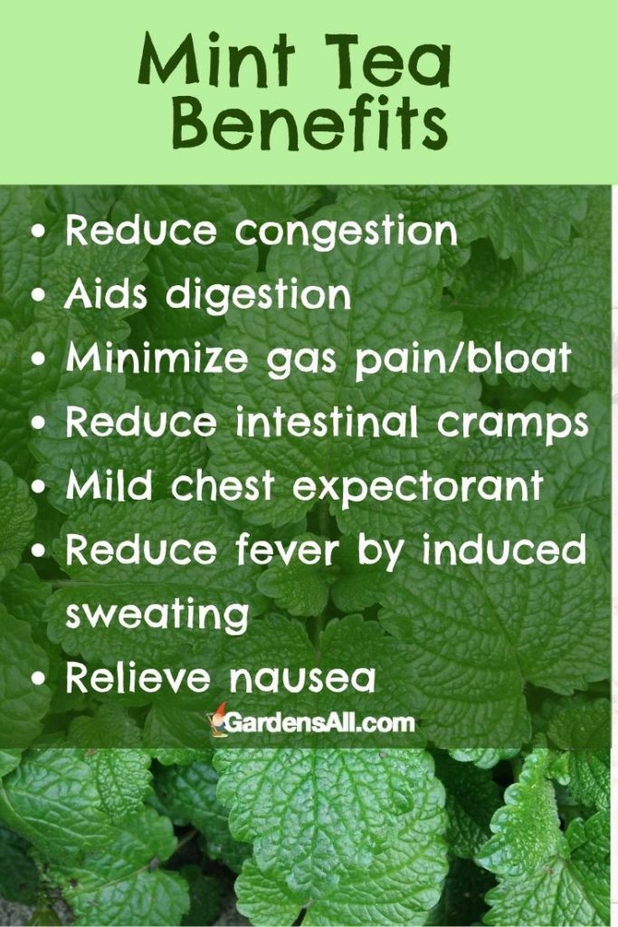 MINT TEA BENEFITS - Always a good herb to have on hand, mint is easy to grow, harvest and make into tea. #HomegrownRemedies #MintTea #HerbalTea #HerbalRemedies #MintTeaBenefits #HerbsForColdAndFlu #HerbsForDigestion