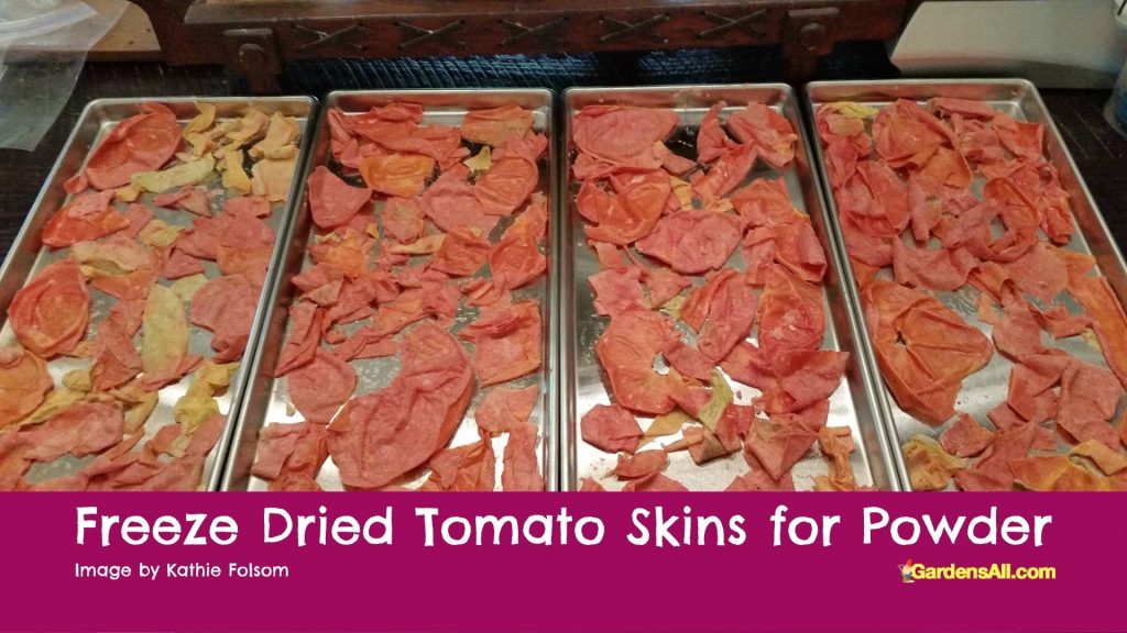 FREEZE DRIED tomato skins can be made into tomato powder for use in soups, sauces, smoothies and green juices