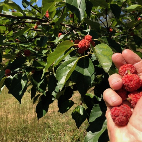 Che Fruit Tree - Fall Fruits - Easy to grow #FallFruit #CheFruit #EasyGrowingFruitTree #CheBerries #ExoticFruits #AsianFruits