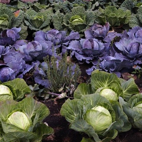 What Vegetables to Plant in Fall