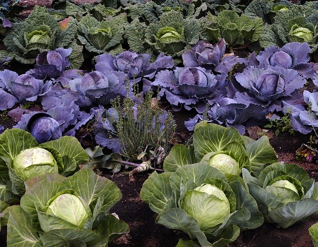 Fall Gardening, Brassicas - cabbages. #Brassicas #Cabbage #FallGardening #AutumnCrops