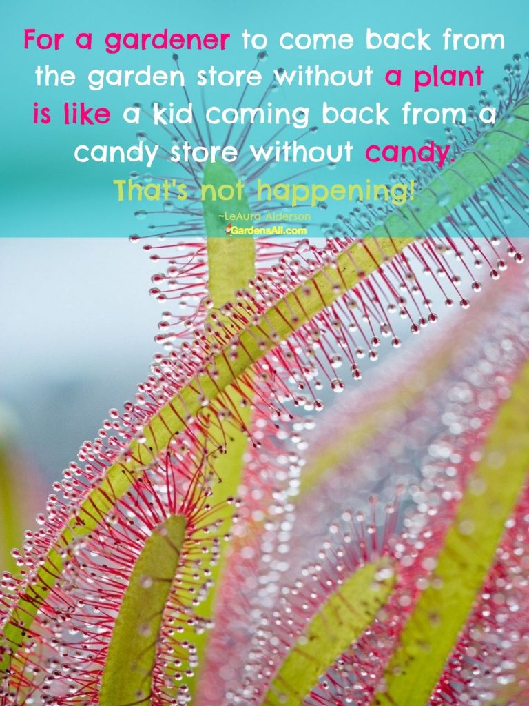 or a gardener to come back from the garden store without a plant  is like a kid coming back from a candy store without candy. That's not happening!