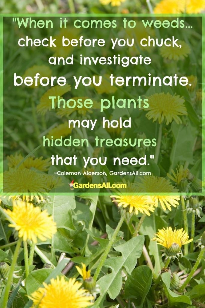 weeds are hidden treasures that you need