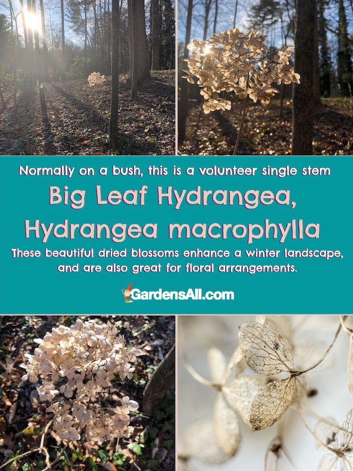 Big Leaf Hydrangea, Hydrangea macrophylla-make beautiful dried-flowers