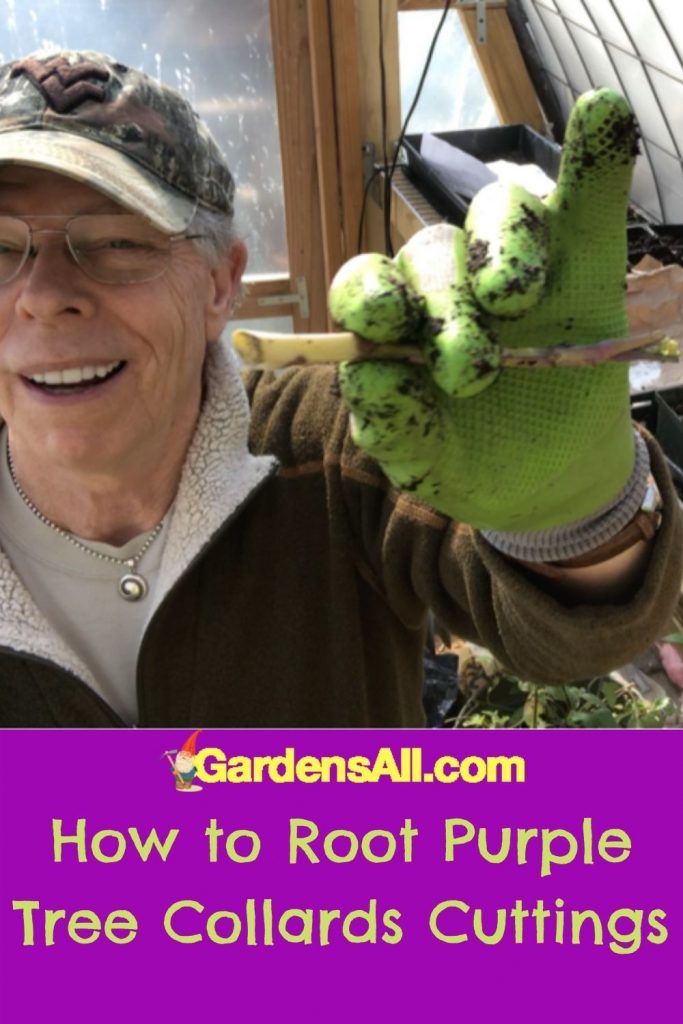 Growing purple tree collards in containers. #TreeCollards #PurpleTreeCollards #GrowingTreeCollards #GrowingTreeCollardsInContainers #PerennialVegetables #GardensAll