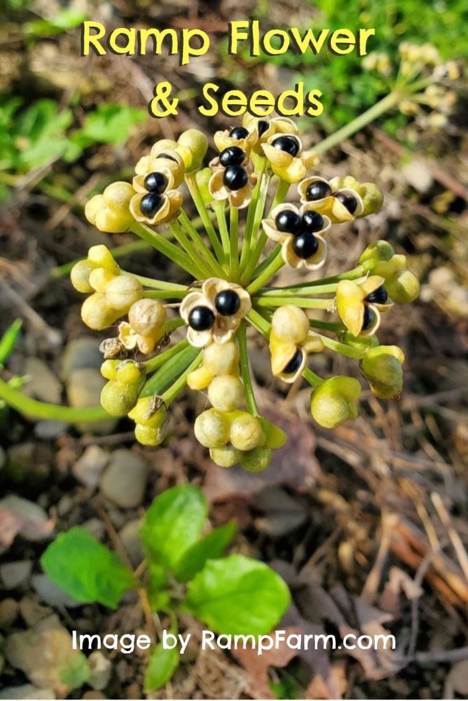 Ramp flower and seeds