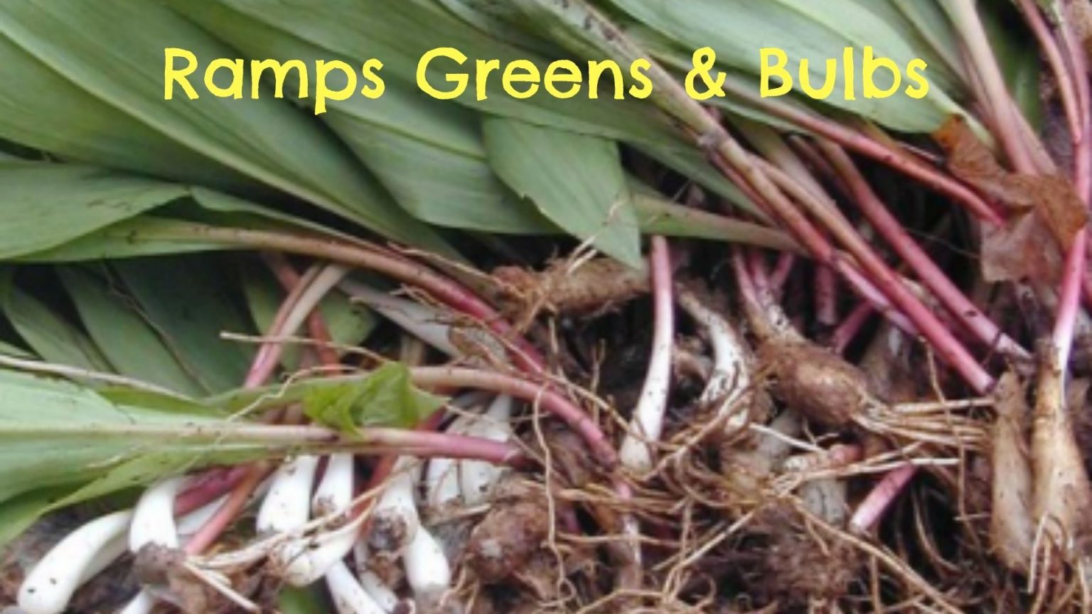 What Are Ramps Vegetables? GardensAll