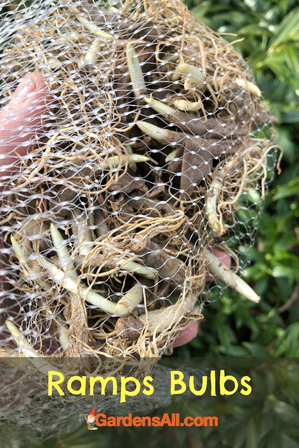 What Are Ramps Vegetables? GardensAll