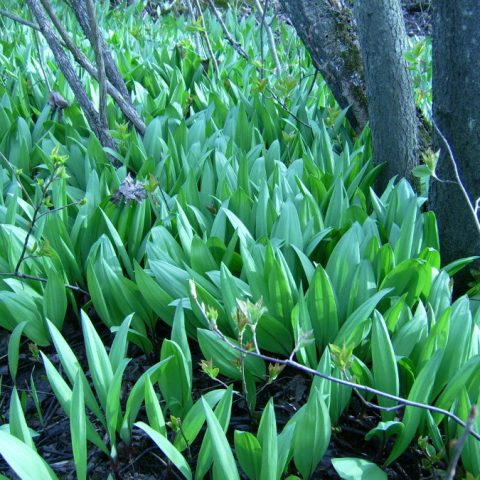 What Are Ramps Vegetables?