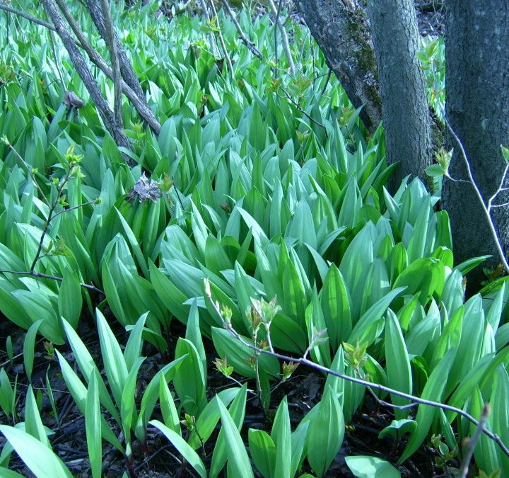 Ramps plants, AKA Wild Leeks in the woods. Image by Fungus Guy from Creative Commons