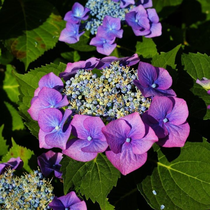 The Ultimate Guide to Hydrangea Pruning