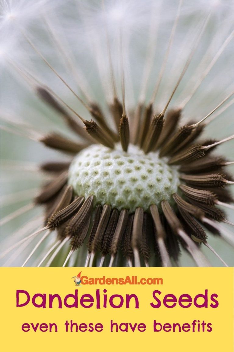 How To Make Dandelion Tea from Roots, Flowers and Leaves - GardensAll