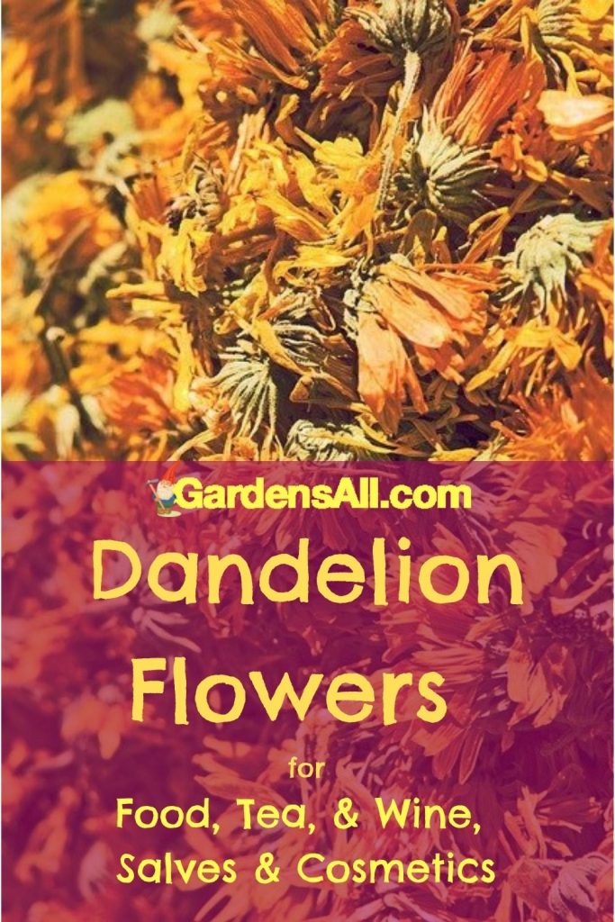 Drying dandelion flowers are an easy way to preserve them for year round use in teas, cooking, soap, cosmetics and salves. You can dry the blossoms by sun, dehydrator, freeze dryer or oven.