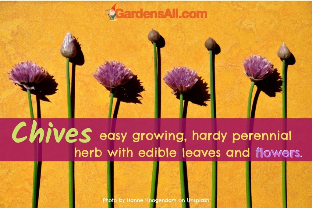 How to Grow Chives - easy growing perennial herb with edible leaves and flowers. #HowToGrowChives #GrowingChives #GrowingHerbs #:PerennialHerb #Chives #GardensAll