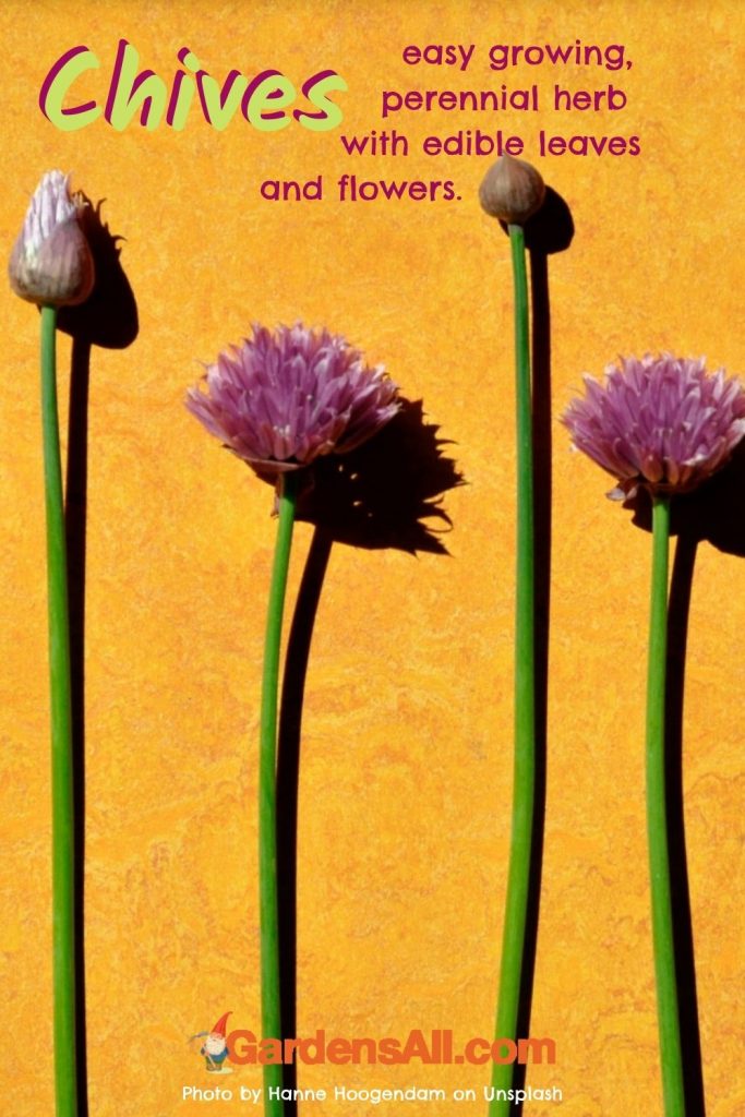 How to Grow Chives - easy growing perennial herb with edible leaves and flowers. #HowToGrowChives #GrowingChives #GrowingHerbs #:PerennialHerb #Chives #GardensAll