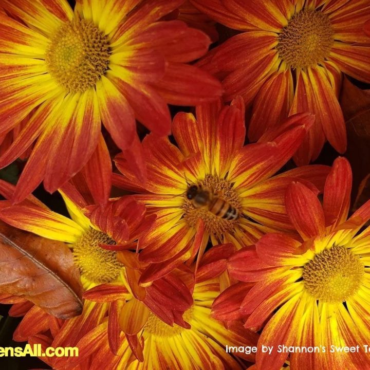 Pollinator Flowers for Bees and Butterflies - Daisy Chrysanthemums - image by Shannon's Sweet Tooth Farm on GardensAll.com #PollinatorFlowersForBees #FlowersForBees #FlowersForPollinators #PlantsFor Pollinators #GardensAll.com