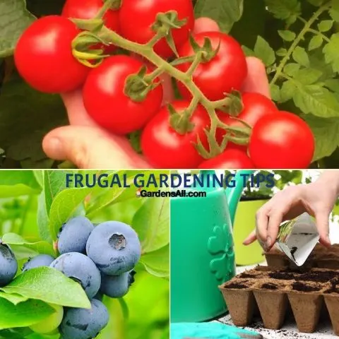 Frugal Gardening Tips to Save Time and Money