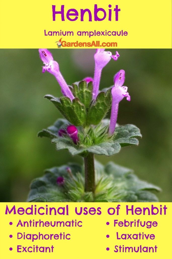 Medicinal uses of Henbit, Lamium Amplexicaule=Antirheumatic - reduces inflammation in joints, muscles & connective tissues
Diaphoretic - inducing sweating
Excitant / stimulant - increases energy & vitality
Febrifuge - reduces fever
Laxative - induces peristalsis