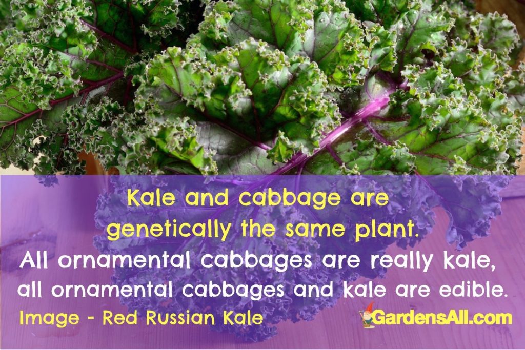 KALE AND CABBAGE are the same plant. All ornamental cabbages are really kale and all are edible.
Growing Kale - Red Russian Kale - Curly Kale #RussianKale #RedKale #PurpleKale #PurpleStemmedKale #CurlyKale #GardensAll