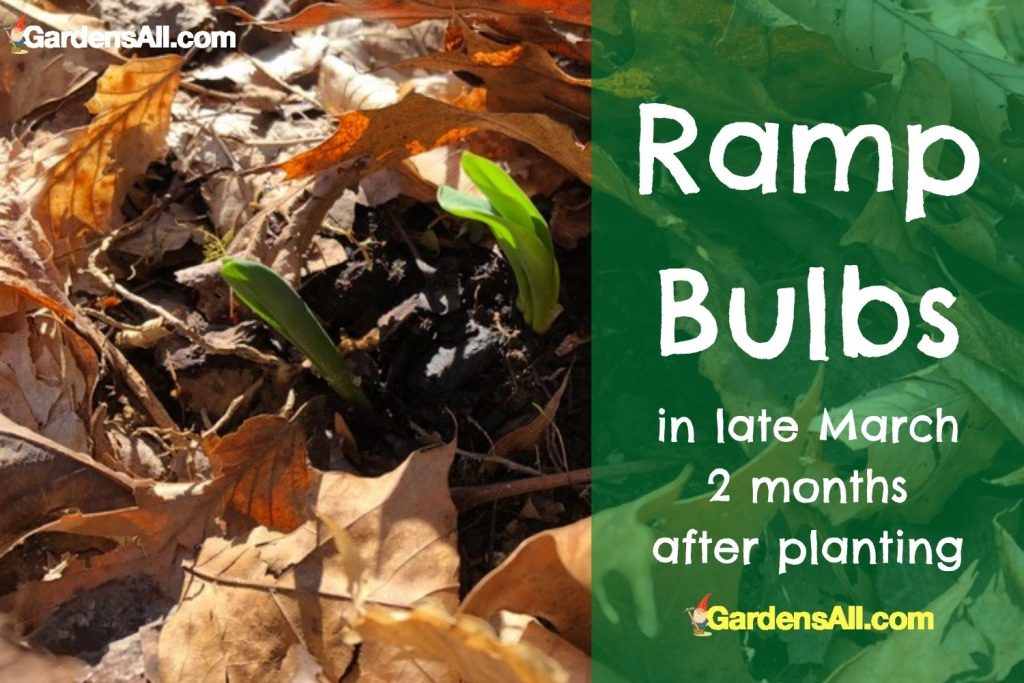 Ramp bulbs in the ground