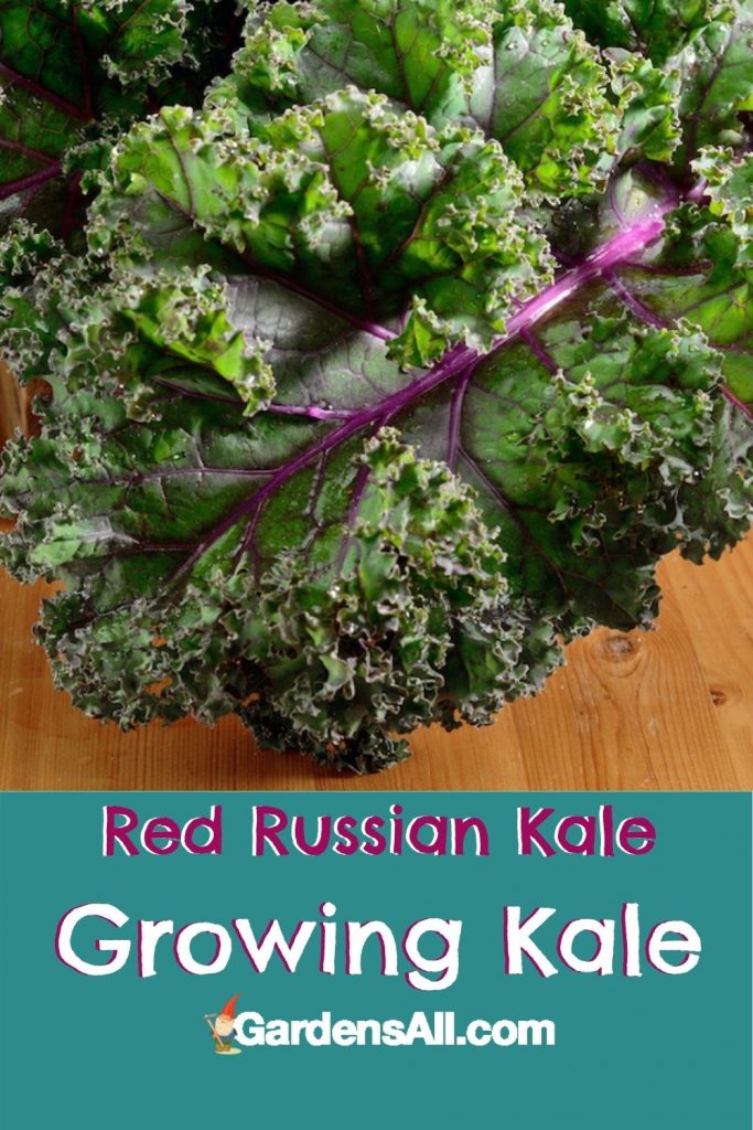 Growing Kale - Red Russian Kale - Curly Kale #RussianKale #RedKale #PurpleKale #PurpleStemmedKale #CurlyKale #GardensAll
