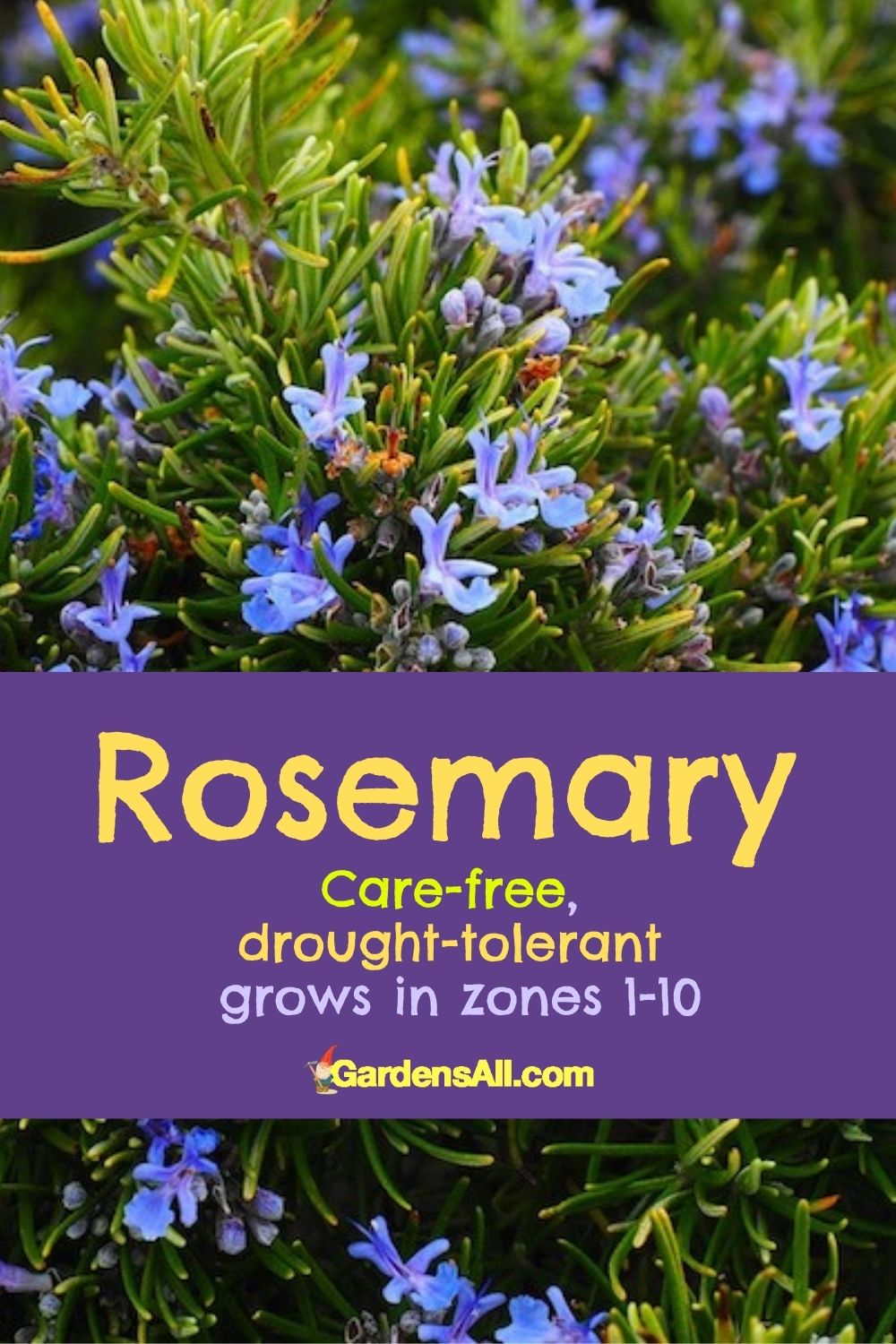 Rosemarydroughttolerantzones110herbwithpurpleflowers